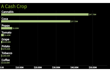 A Cash Crop: Cannabis Leads in Value per Hectare